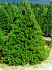 scotch pine image