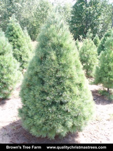 White Pine Christmas Tree Image 1