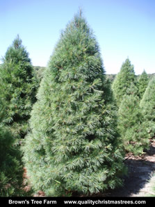 White Pine Christmas Tree Image 4