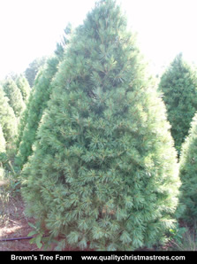 White Pine Christmas Tree Image 5