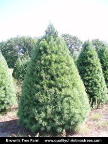 White Pine Christmas Tree Image 6