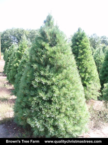 White Pine Christmas Tree Image 7