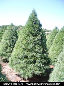 White Pine Christmas Tree Image 8