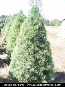 White Pine Christmas Tree Image 10