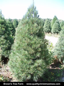 White Pine Christmas Tree Image 12