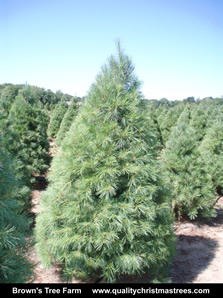 White Pine Christmas Tree Image 13