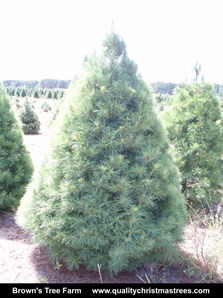 White Pine Christmas Tree Image 14