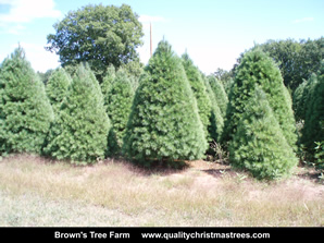 White Pine Christmas Trees Image 17