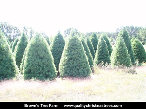 White Pine Christmas Trees Image 18