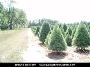 White Pine Christmas Trees Image 19