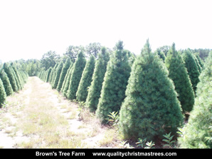 White Pine Christmas Trees Image 20
