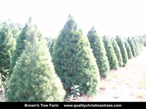 White Pine Christmas Trees Image 21